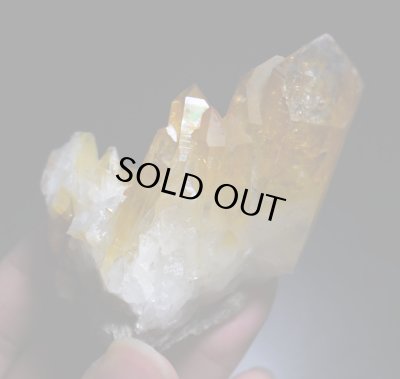 画像6: ソラリス（アーカンソー産ゴールデンヒーラー）（F"）