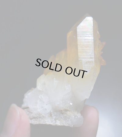 画像7: ソラリス（アーカンソー産ゴールデンヒーラー）（F"）