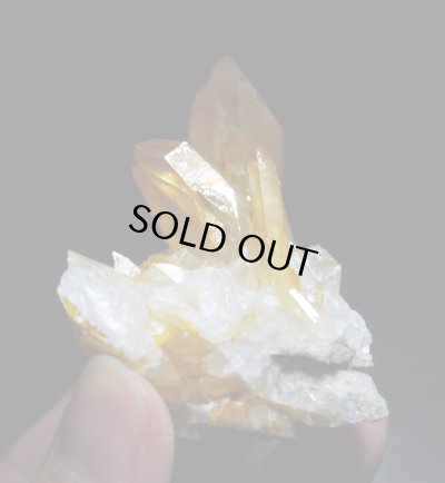 画像9: ソラリス（アーカンソー産ゴールデンヒーラー）（F"）