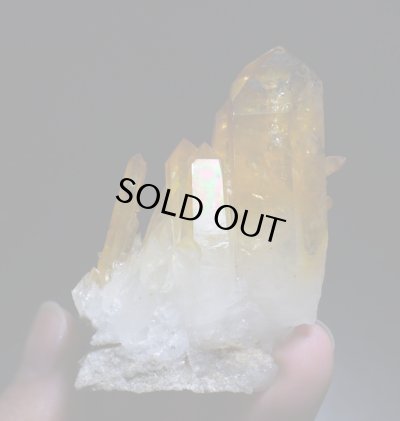 画像4: ソラリス（アーカンソー産ゴールデンヒーラー）（F"）