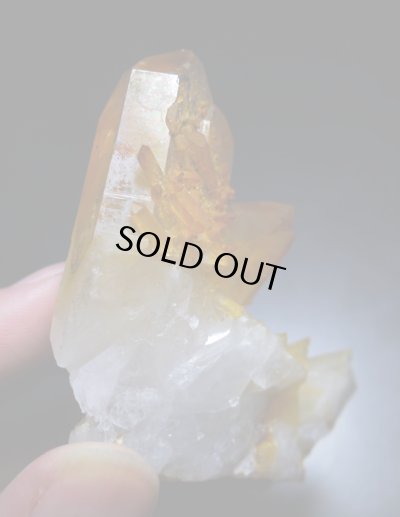 画像8: ソラリス（アーカンソー産ゴールデンヒーラー）（F"）