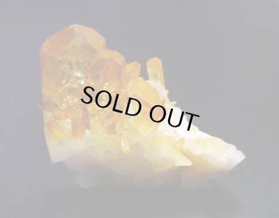 画像3: ソラリス（アーカンソー産ゴールデンヒーラー）（F"）