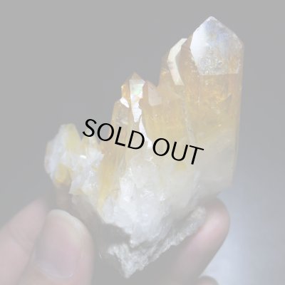 画像10: ソラリス（アーカンソー産ゴールデンヒーラー）（F"）