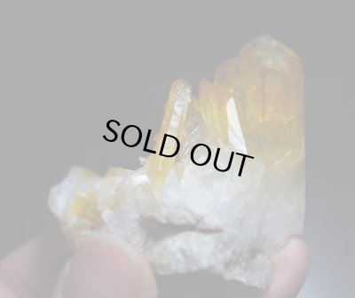 画像11: ソラリス（アーカンソー産ゴールデンヒーラー）（F"）