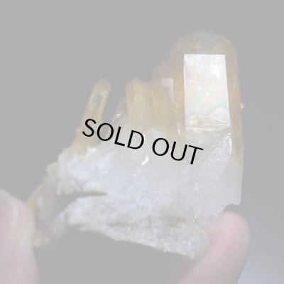 画像5: ソラリス（アーカンソー産ゴールデンヒーラー）（F"）