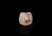 画像4: 高波動フェナカイト珍しいコロラド産原石（H） (4)