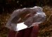 画像5: 神聖な高品質スカルドゥ産ヒマラヤ水晶◇