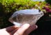 画像10: 神聖な高品質カテドラルアイススモーキースカルドゥ産ヒマラヤ水晶◇