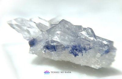 画像1: 希少高品質デュモルチェライト/ロイヤルブルーガーデンクォーツクラスター(A)◇